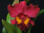 Rlc. Shinfong Crown ( In Flower Sheath)