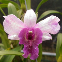 Den. Emma Proud King