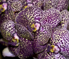 Ascda. Kulwadee Fragrance X Ascda. Yip Sum Wah (BLOOMING SIZE)