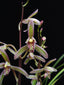Cymbidium ensifolium (Fragrant Species)