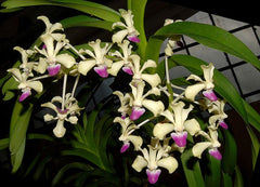Mature Flowering Size Vanda ustii (Species from Philippines)