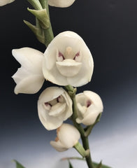Peristeria elata (HOLY GOST ORCHID)