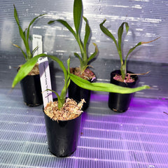 TOP - Cycnoches Coop 'Oreo' X Cycnoches Dragon 'Best' (Swan Orchid)