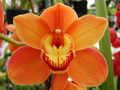 Cymbidium Seway 'Orange Crush' (Blooming Size)