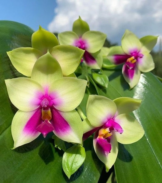 Phalaenopsis bellina (Fragrant Species - 50mm)