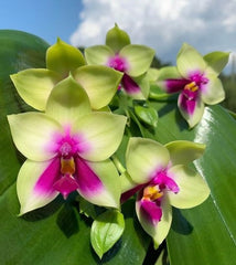 Phalaenopsis bellina (Fragrant Species - 50mm)