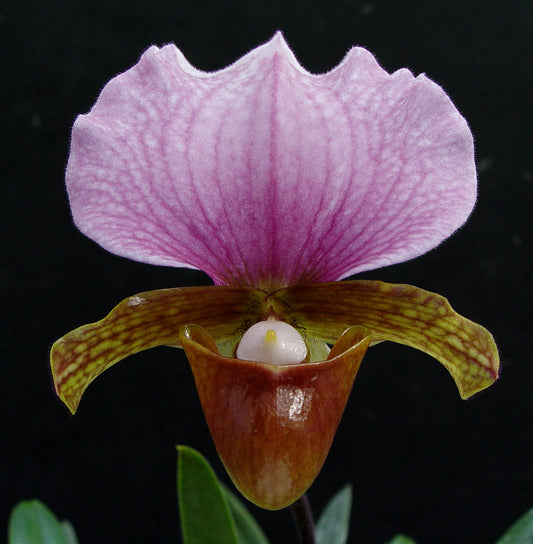 (IN FLOWER BUD) Paphiopedilum Hsinying love X Charlesworthii 'Bordeaux'