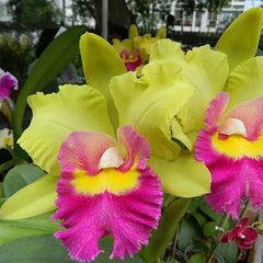 Blc. Young Kong 'Sun