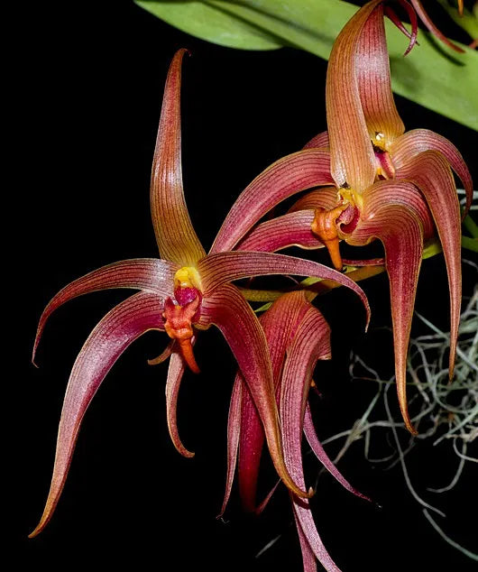 Bulbophyllum Jersey