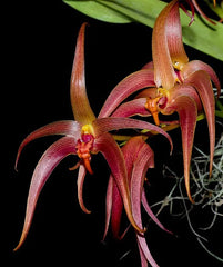 Bulbophyllum Jersey