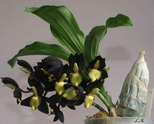 ( In Spike Now) Ctsm. Pileatum V. Imperale 'SVO Blood Red' X Ctsm. Tenebrosum 'ED Wise#2'