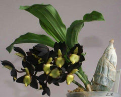 ( In Spike Now) Ctsm. Pileatum V. Imperale 'SVO Blood Red' X Ctsm. Tenebrosum 'ED Wise#2'