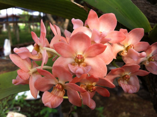 Pack of 5 Rhynchostylis (Foxtail Orchids)