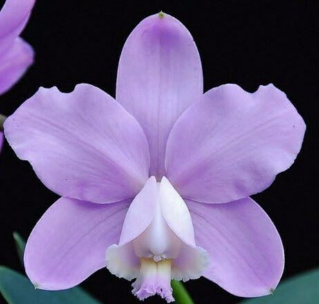 Cattleya loddigesii Aranda X Sibling