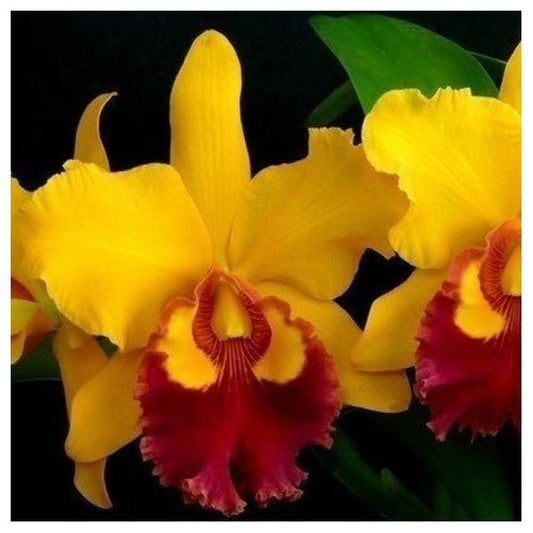 Cattleya Chunyeah Moon Beauty (Fragrant)