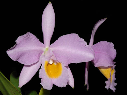 C. eldorado concolor Clori x C. eldorado f. alba Miki