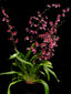 Oncidium Sharry Baby 'Sweet Fragrance'