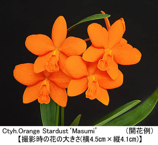 Ctyh. Orange Stardust Masumi SQ/JOGA flask