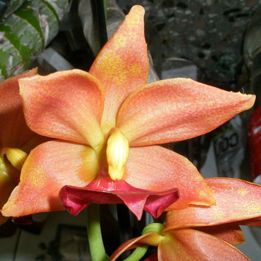 TOP Cycnodes Taiwan Gold Orange