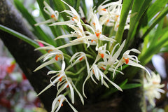 Species From Brazil ( Maxillaria Ochroleuca)