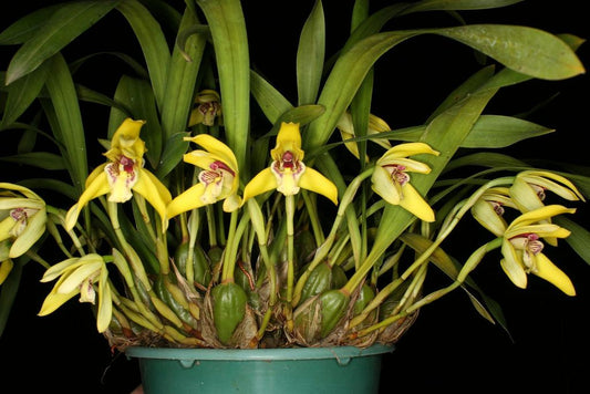 Maxillaria Porphyrostele (Fragrant Species)