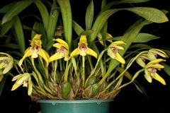 Maxillaria Porphyrostele (Fragrant Species)