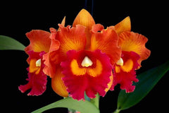 Cattleya Yingluck Smile X C. Nakornchaisri No 2 (Fragrant)