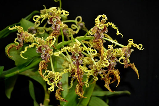 Dendrobium spectabile (RARE Latouria Type)