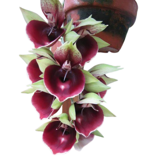 Catasetum Mark's Red Hermosa 'Mark's Jungle Girls (Mericlone)
