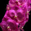 Vanda Dr. Anek V. Sirilak (In Buds Now)