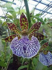 Zygopetalum Pimpala X Zygo. Artur Elle