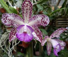 Cattleya Trick or Treat 'Jaffa' X C. Tigrina X Topaz Lullaby 'Bold & Spotty'