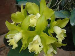 Blc. Hawaiian Passion x Catt. Guttata var. leopoldi x Catt. Tigrina Alba