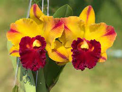 Cattleya Yingluck Smile X C. Nakornchaisri No 2 (Fragrant)