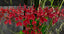 Renanthera Kalsom (Renanthera philippinensis × Renanthera storiei)