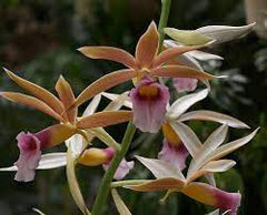 PHAIUS WALLICHII (Swamp Orchid)