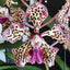 Flowering Size Vanda Tricolor (Fragrant)