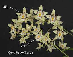 Odm Pesky Trance 'Pacifica' 4N X Wils. Wilda Bullard '5Points'4N ( Tetraploid)