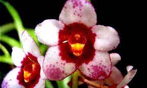 (Flowering Now)Sarc. Galaxy 'Yellow 2011' X Sarc. Tin Yin Lara 'Chinatown'