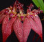 Bulbophyllum Rothschilidianum Dark