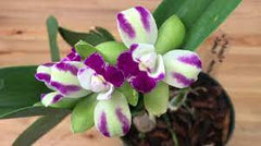 Blc Yen Corona ‘Green Genie’
