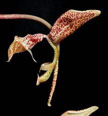 Gongora Bufonia (Species From Brazil)