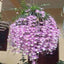 Dendrobium Pierardii (Aphyllum) (Fragrant Species)