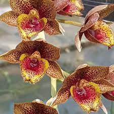 Fredclarkeara (Fdk.) After Dark 'Baker's Burgundy Smile