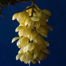 Acineta Chrysantha ( Fragrant Species)