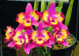Cattleya Hawaiian Splash (Lea) Fragrant