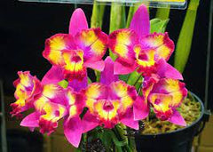 Cattleya Hawaiian Splash (Lea) Fragrant