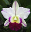 Lc. Mem. Robert Strait 'Blue Hawaii' (Fragrant )