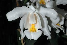 Coelogyne Cristata (Fragrant Species)