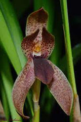 Maxillaria-meleagris